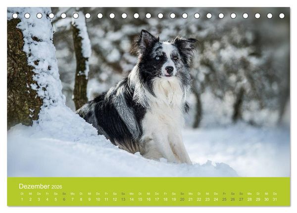 Produktbild: Traumschnauzen (Tischkalender 2026 DIN A5 quer), CALVENDO Monatskalender