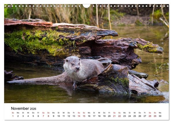 Produktbild: Otter - J&auml;ger an Fl&uuml;ssen und Seen (Wandkalender 2026 DIN A3 quer), CALVENDO Monatskalender