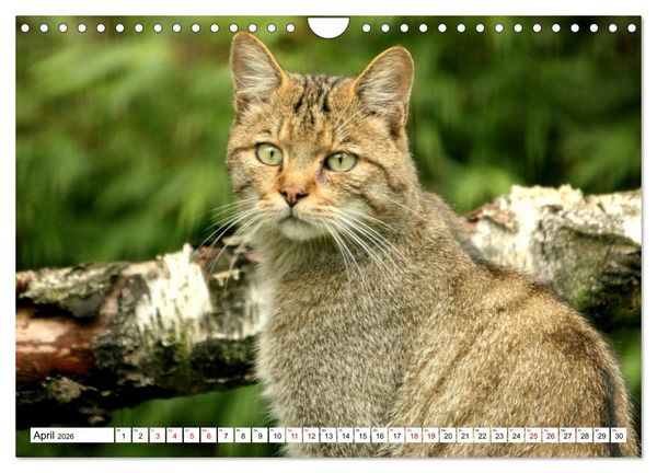 Produktbild: Wildkatzen - Die lautlosen J&auml;ger des Waldes (Wandkalender 2026 DIN A4 quer), CALVENDO Monatskalender