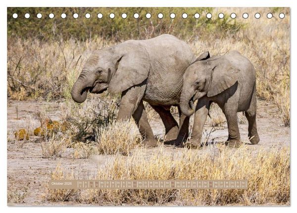 Produktbild: Afrikas Tierwelt - Wilde Elefanten (Tischkalender 2026 DIN A5 quer), CALVENDO Monatskalender