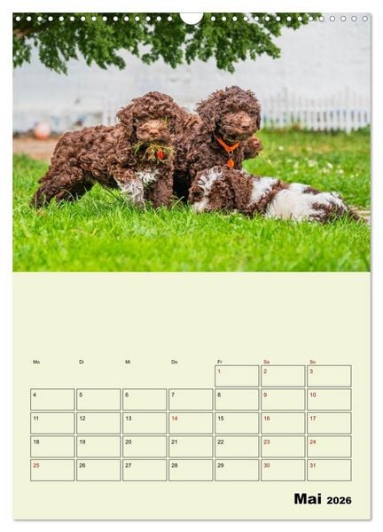 Produktbild: Lagotto Romagnolo - Der Tr&uuml;ffelhund Italiens - Planer (Wandkalender 2026 DIN A3 hoch), CALVENDO Monatskalender