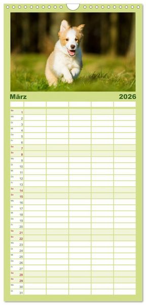 Produktbild: Familienplaner 2026 - Border Collies 2026 mit 5 Spalten (Wandkalender, 21 x 45 cm) CALVENDO
