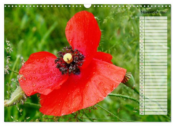 Produktbild: Klatschmohn im Feld (Wandkalender 2026 DIN A3 quer), CALVENDO Monatskalender