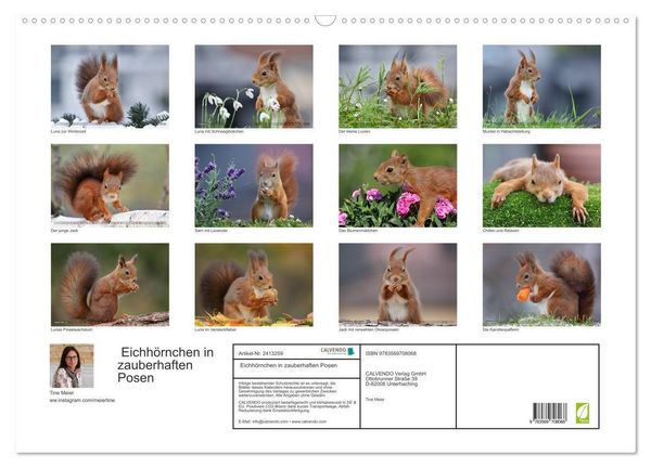 Produktbild: Eichh&ouml;rnchen in zauberhaften Posen (Wandkalender 2027 DIN A2 quer), CALVENDO Monatskalender