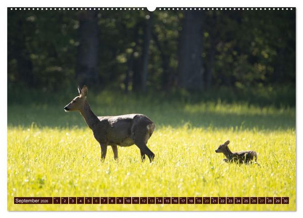 Produktbild: Zauberhafte Wesen - anmutiges Rehwild (Wandkalender 2026 DIN A2 quer), CALVENDO Monatskalender