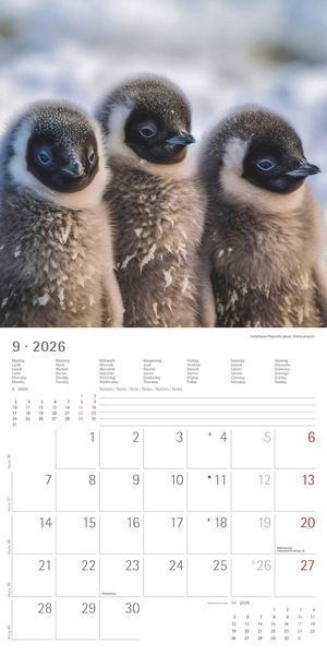 Pinguine 2026 - Broschürenkalender 30x30 cm (30x60 geöffnet) - Kalender mit Platz für Notizen - Penguins - Bildkalender - Wandplaner - Wandkalender