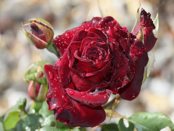 Produktbild: CALVENDO Puzzle Zauberhafte Rosen 1000 Teile Lege-Gr&ouml;&szlig;e 640 x 480 cm Foto-Puzzle Bild von Andrea Potratz