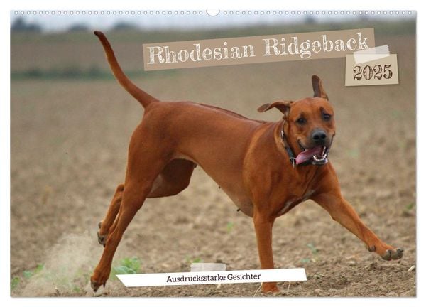 Rhodesian Ridgeback - Ausdrucksstarke Gesichter (Wandkalender 2025 DIN A2 quer), CALVENDO Monatskalender