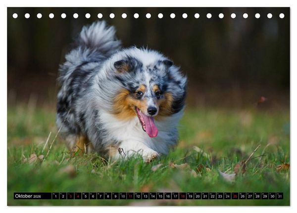 Produktbild: Traumhund Sheltie (Tischkalender 2026 DIN A5 quer), CALVENDO Monatskalender