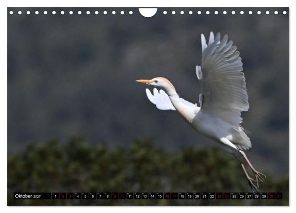 Produktbild: Mallorcas V&ouml;gel (Wandkalender 2027 DIN A4 quer), CALVENDO Monatskalender