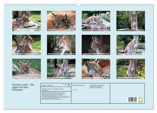 Produktbild: Familie Luchs - Die J&auml;ger mit dem Pinselohr (Wandkalender 2026 DIN A2 quer), CALVENDO Monatskalender