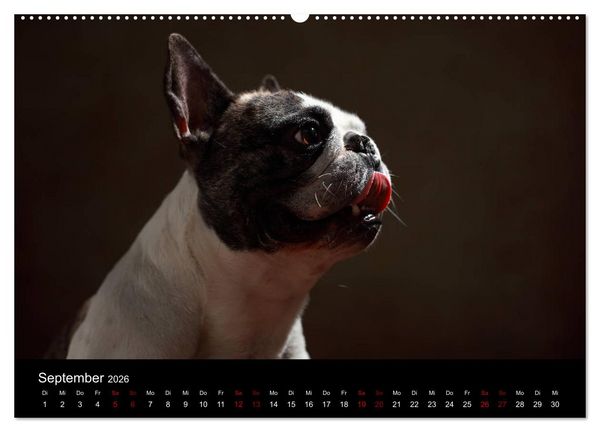 Produktbild: Charme auf vier Pfoten - Franz&ouml;sische Bulldoggen Portraits (hochwertiger Premium Wandkalender 2026 DIN A2 quer), Kunstdruck in Hochglanz