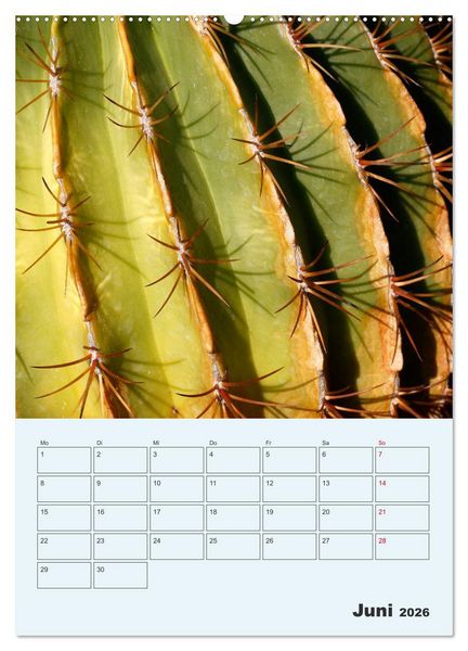 Produktbild: Wehrhafte Sukkulenten (Wandkalender 2026 DIN A2 hoch), CALVENDO Monatskalender