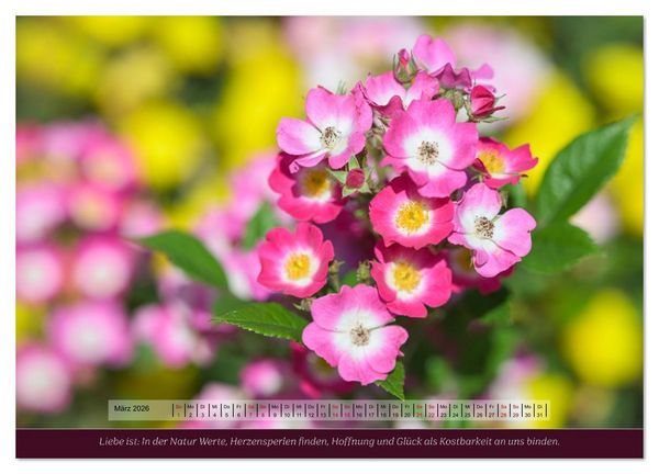 Produktbild: Rosen, Liebe ist (Wandkalender 2026 DIN A4 quer), CALVENDO Monatskalender