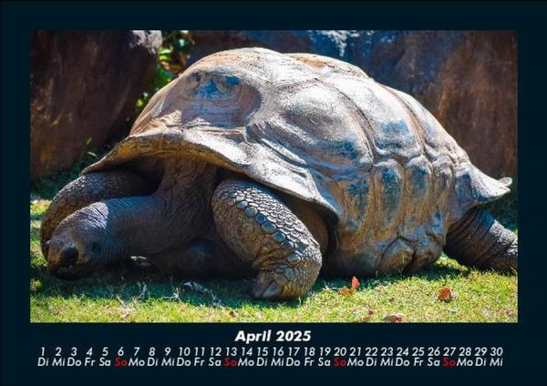 Produktbild: Schildkr&ouml;tenzauber 2025 Fotokalender DIN A5