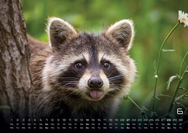 Produktbild: Waldtiere - Heimische Waldbewohner - Der Tierkalender - 2026 - Kalender DIN A2