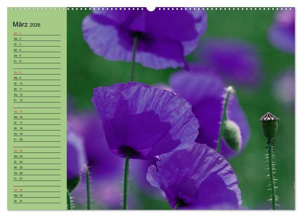 Produktbild: Mohnblumen Tr&auml;ume (hochwertiger Premium Wandkalender 2026 DIN A2 quer), Kunstdruck in Hochglanz