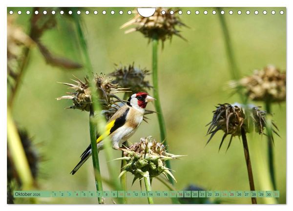 Produktbild: Distelfink (Wandkalender 2026 DIN A4 quer), CALVENDO Monatskalender