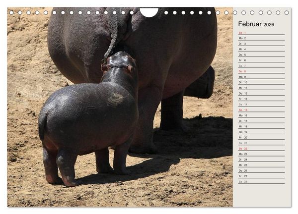 Produktbild: Hippos - Begegnungen in Afrika (Wandkalender 2026 DIN A4 quer), CALVENDO Monatskalender
