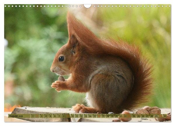 Produktbild: Neuer Spa&szlig; mit Eichh&ouml;rnchen-Kindern (Wandkalender 2026 DIN A3 quer), CALVENDO Monatskalender