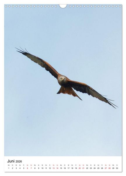 Produktbild: Adler, Eule und Co - Gefiederte J&auml;ger im Portrait (Wandkalender 2026 DIN A3 hoch), CALVENDO Monatskalender