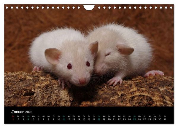 Produktbild: Fellnasen. Die bunte Welt der Farbratten. (Wandkalender 2026 DIN A4 quer), CALVENDO Monatskalender