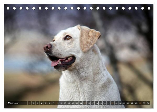 Produktbild: Labrador Retriever - Jagdhund mit Charme (Tischkalender 2026 DIN A5 quer), CALVENDO Monatskalender