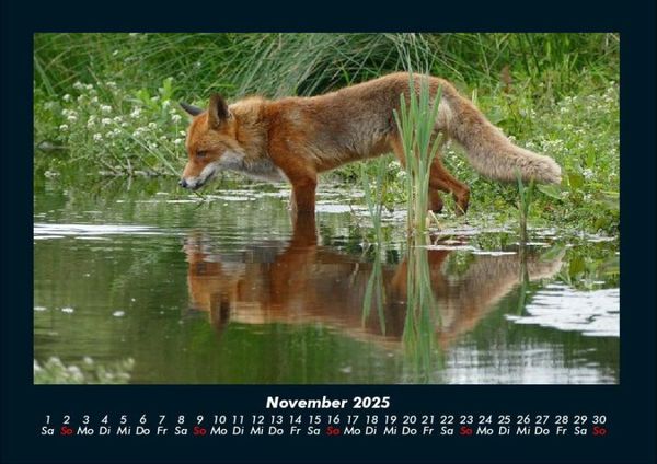 Produktbild: Waldbewohner 2025 Fotokalender DIN A4