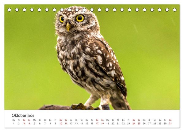 Produktbild: Eulen - Wachsame und geheimnisvolle Augen (Tischkalender 2026 DIN A5 quer), CALVENDO Monatskalender