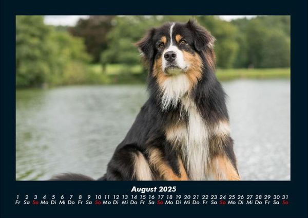 Produktbild: Hunde 2025 Fotokalender DIN A4