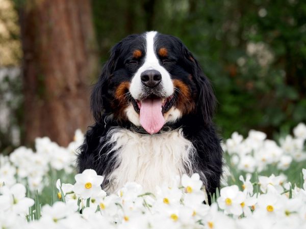Produktbild: CALVENDO Puzzle Ein Motiv aus dem Kalender WAUZEBAER den Berner Sennenhund | 1000 Teile Lege-Gr&ouml;&szlig;e 64x48cm Foto-Puzzle f&uuml;r gl&uuml;ckliche Stunden