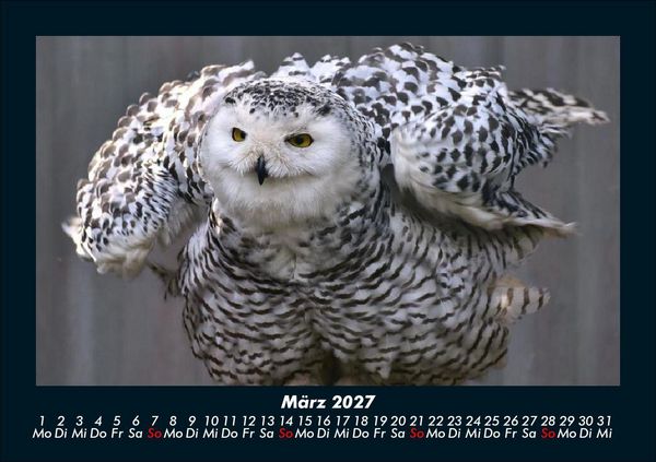 Produktbild: Vogelparadies 2027 Fotokalender DIN A5