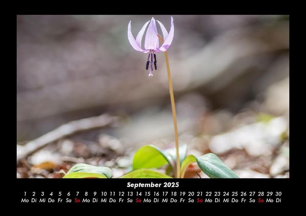 Produktbild: Blumentr&auml;ume 2025 Fotokalender DIN A3