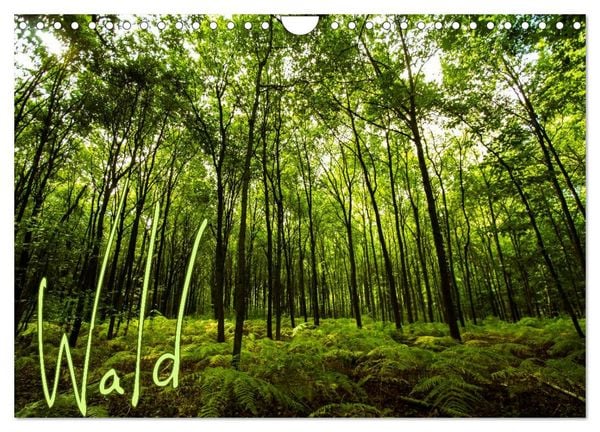 Produktbild: Wald (Wandkalender 2026 DIN A4 quer), CALVENDO Monatskalender