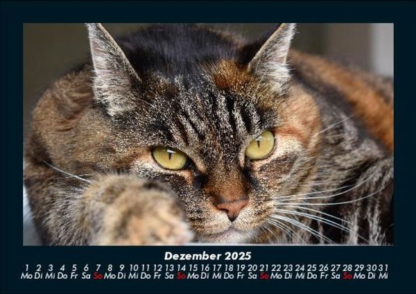 Produktbild: F&uuml;r Katzenfreunde 2025 Fotokalender DIN A5