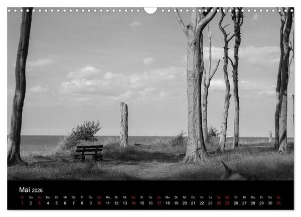 Produktbild: B&auml;ume trees 2026 (Wandkalender 2026 DIN A3 quer), CALVENDO Monatskalender
