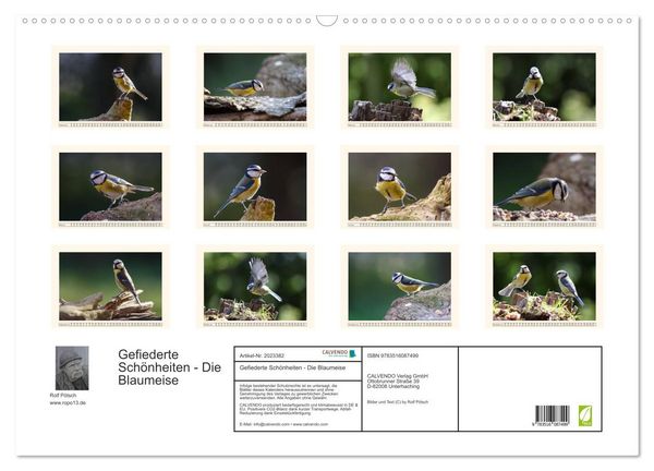 Produktbild: Gefiederte Sch&ouml;nheiten - Die Blaumeise (Wandkalender 2026 DIN A2 quer), CALVENDO Monatskalender