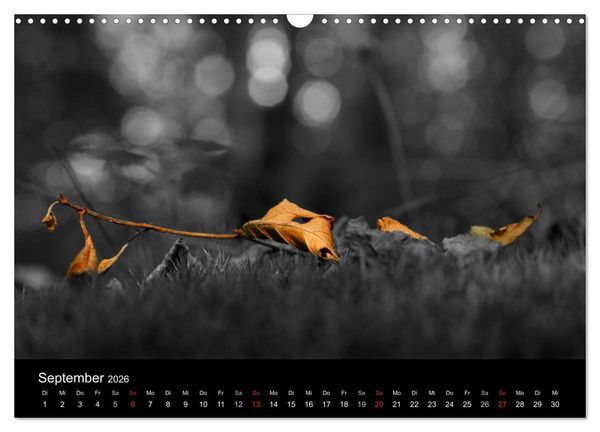 Produktbild: schwarz/wei&szlig; trifft farbe (Wandkalender 2026 DIN A3 quer), CALVENDO Monatskalender