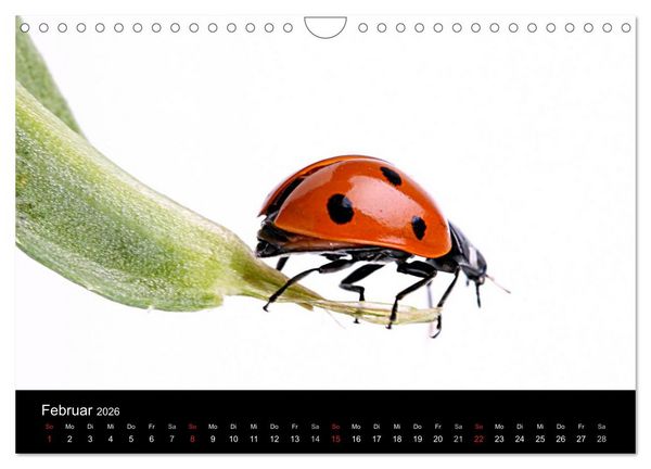 Produktbild: Viel Gl&uuml;ck - Marienk&auml;fer im Fotostudio (Wandkalender 2026 DIN A4 quer), CALVENDO Monatskalender