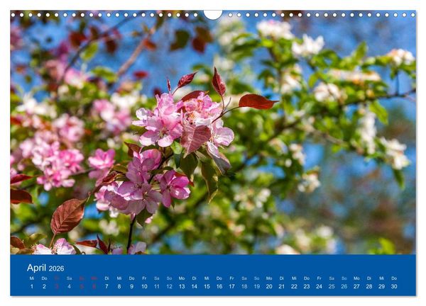 Produktbild: Gartenfl&uuml;stern (Wandkalender 2026 DIN A3 quer), CALVENDO Monatskalender