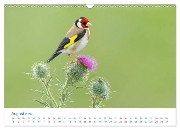 Produktbild: Singv&ouml;gel - 12 Arten im Garten (Wandkalender 2026 DIN A3 quer), CALVENDO Monatskalender