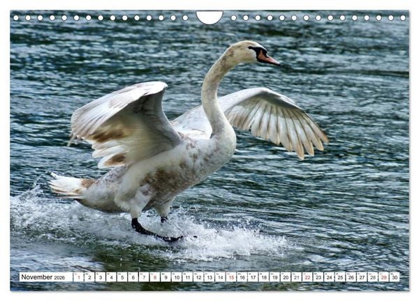 Produktbild: Elegante Schw&auml;ne (Wandkalender 2026 DIN A4 quer), CALVENDO Monatskalender