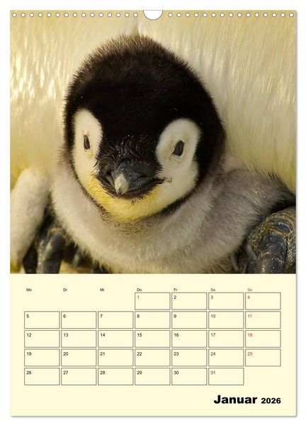 Produktbild: Pinguine. Wackeln im Thermo-Frack (Wandkalender 2026 DIN A3 hoch), CALVENDO Monatskalender