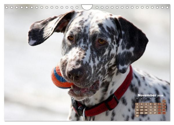 Produktbild: Ein Dalmatiner und ein Beagle - Auf der maritimen Jagd nach dem weltbesten Stock (Wandkalender 2026 DIN A4 quer), CALVENDO Monatskalender