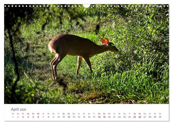 Produktbild: Faszinierendes Argentinien (Wandkalender 2026 DIN A3 quer), CALVENDO Monatskalender