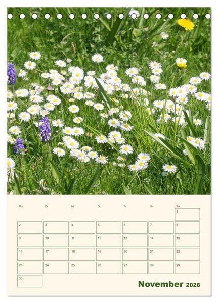 Produktbild: Vertr&auml;umte G&auml;nsebl&uuml;mchen (Tischkalender 2026 DIN A5 hoch), CALVENDO Monatskalender