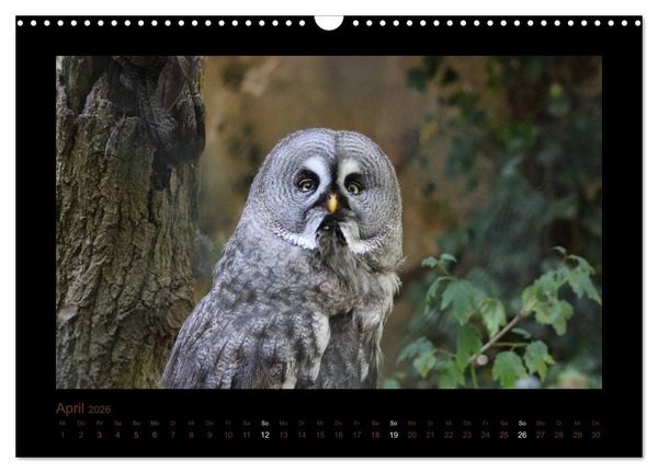 Produktbild: Eulen und K&auml;uze (Wandkalender 2026 DIN A3 quer), CALVENDO Monatskalender
