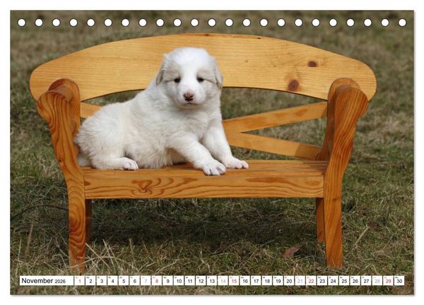 Produktbild: Border Collie Welpen (Tischkalender 2026 DIN A5 quer), CALVENDO Monatskalender