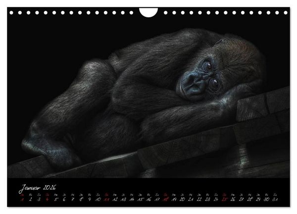 Produktbild: Gorilla (Wandkalender 2026 DIN A4 quer), CALVENDO Monatskalender