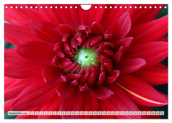 Produktbild: Fascinating Dahlias (Wall Calendar 2026 DIN A4 landscape), CALVENDO 12 Month Wall Calendar